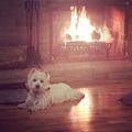 Living Room Fireplace and Dog